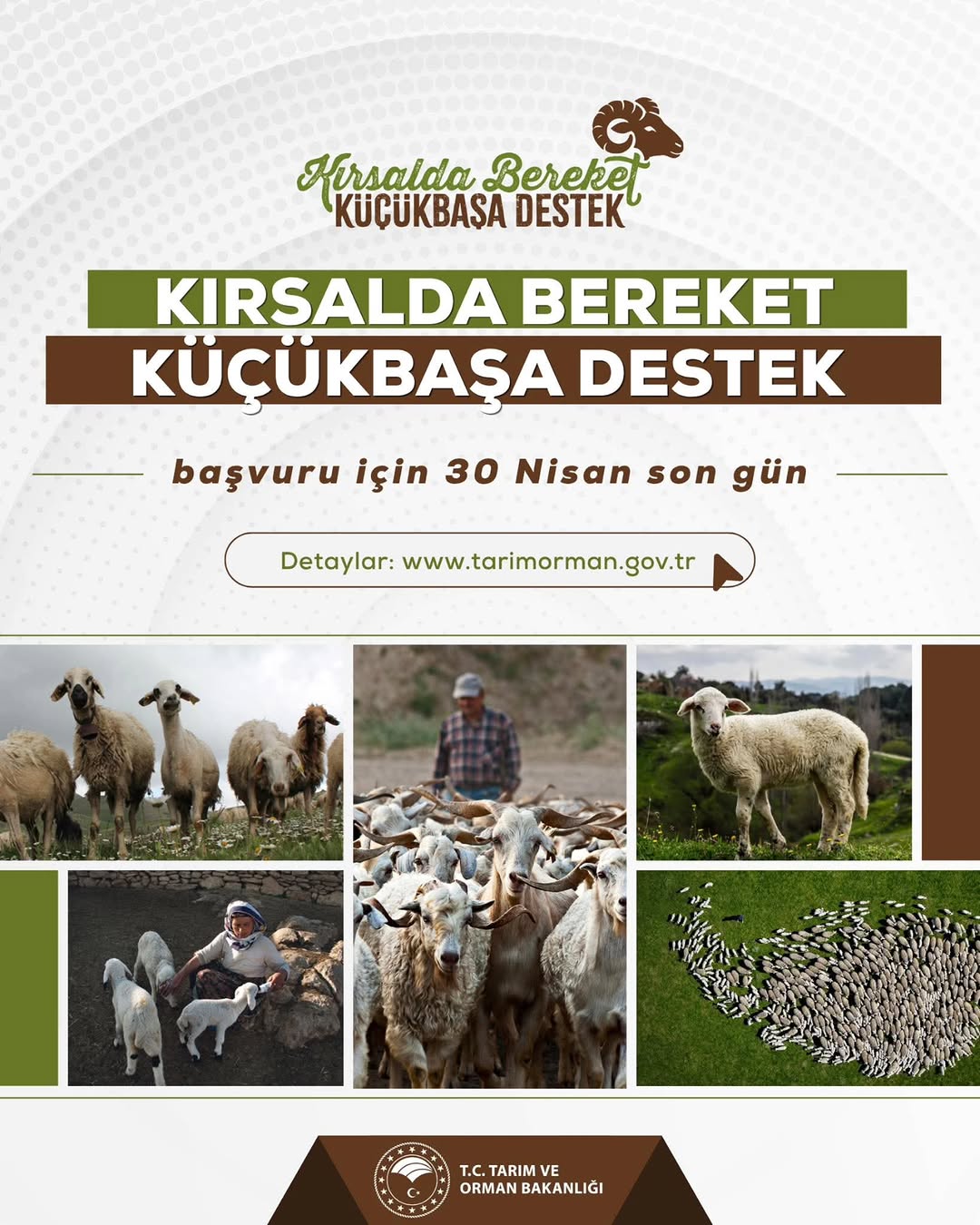 Kırsalda Bereket Küçükbaşa Destek Projesi Son Başvuru Tarihi Yaklaşıyor
