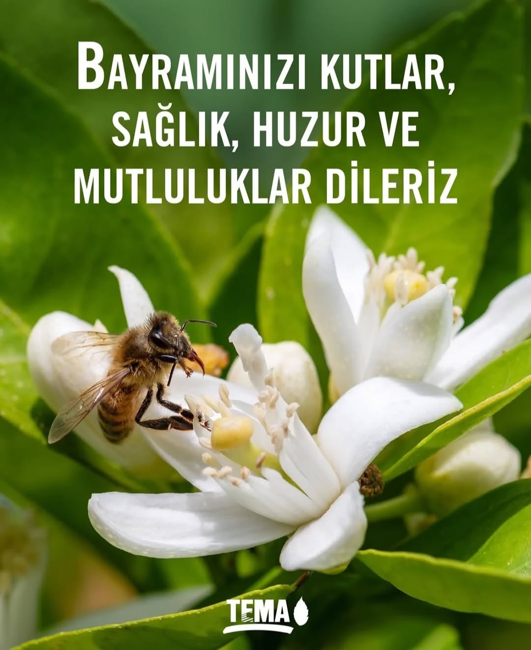 Tema Vakfı Afyonkarahisar İl Temsilciliği'nden Ramazan Bayramı Mesajı