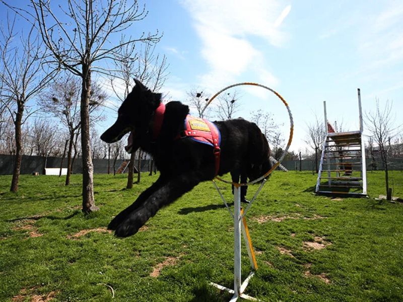 Muş'ta Dedektör Köpekler Terörle Mücadelede Jandarmanın Başarı Faktörü