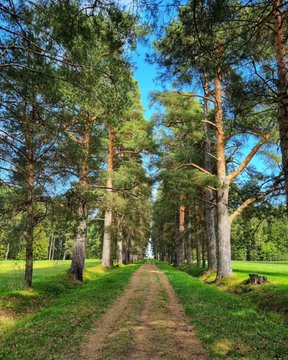 Pavlovsk Parkı: St. Petersburg'un Doğal Güzellikleri Arasında