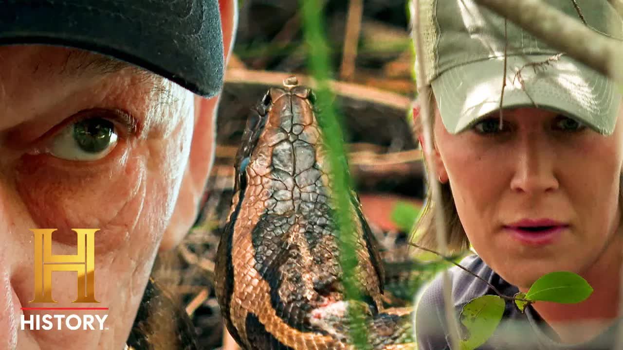 Avcılar, Everglades'teki Yılan Mevsiminde Mücadele Ediyor