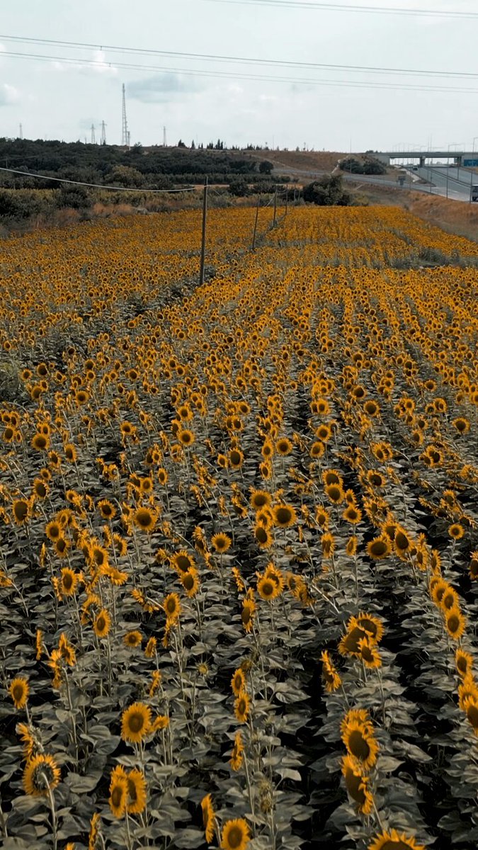 Türkiye Kültür Yolu Festivali Çanakkale'de Düzenlenecek