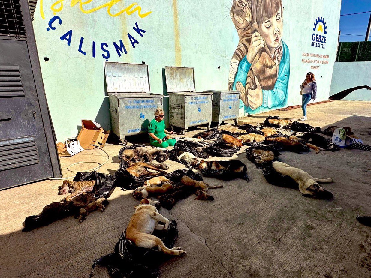 Gebze Belediyesi Sokak Hayvanları Merkezi'nde Kedi ve Köpekler Katledildi