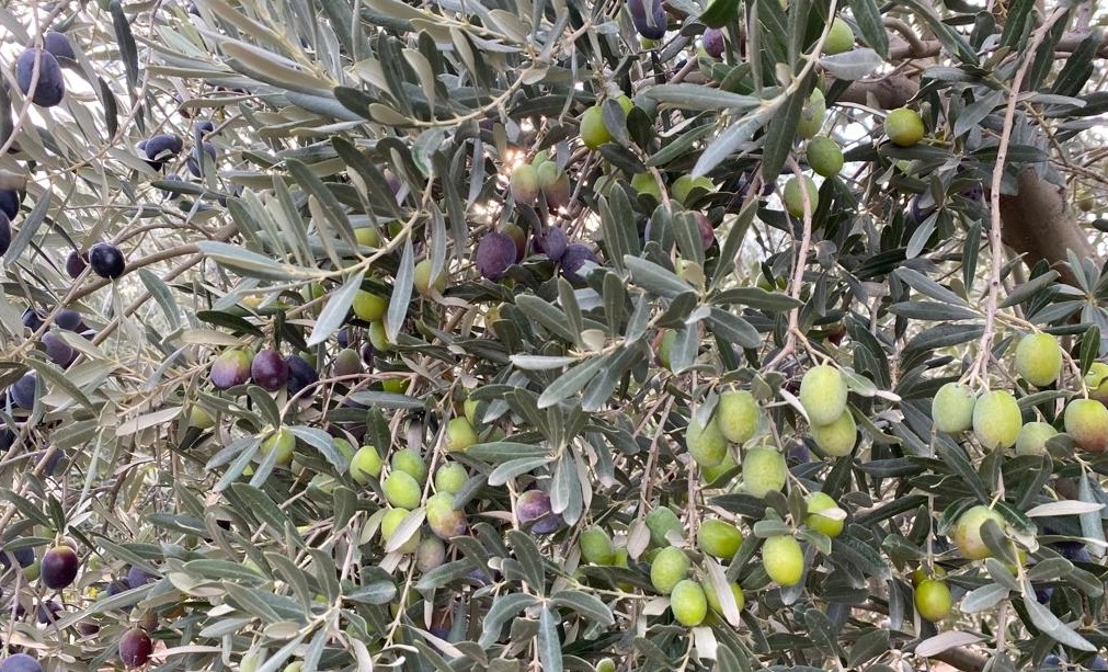 Türkiye, Sofralık Zeytin İhracatında Tarihi Bir Başarıya İmza Attı